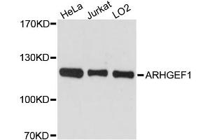Western blot analysis of extracts of various cell lines, using ARHGEF1 antibody. (ARHGEF1 抗体)