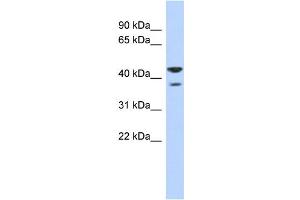 WB Suggested Anti-NSUN4 Antibody Titration:  0. (NSUN4 抗体  (N-Term))