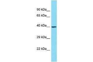 Host: Rabbit Target Name: OR6C1 Sample Type: 293T Whole Cell lysates Antibody Dilution: 1. (OR6C1 抗体  (C-Term))
