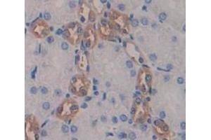 IHC-P analysis of Mouse Tissue, with DAB staining. (Renin 抗体  (AA 265-386))