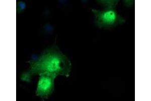 Image no. 1 for anti-Peptidylprolyl Isomerase (Cyclophilin)-Like 3 (PPIL3) antibody (ABIN1500365) (PPIL3 抗体)