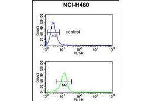 Flow cytometric analysis of NCI-H460 cells (bottom histogram) compared to a negative control cell (top histogram). (B-Cell Linker 抗体  (AA 150-178))