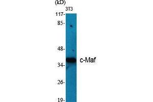 Western Blot (WB) analysis of specific cells using c-Maf Polyclonal Antibody. (MAF 抗体  (C-Term))
