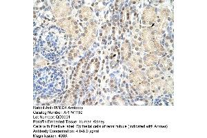 Rabbit Anti-TMED4 Antibody  Paraffin Embedded Tissue: Human Kidney Cellular Data: Epithelial cells of renal tubule Antibody Concentration: 4. (TMED4 抗体  (N-Term))