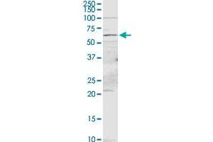 PDE9A MaxPab rabbit polyclonal antibody. (PDE9A 抗体  (AA 1-533))