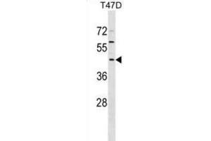 Western Blotting (WB) image for anti-F-Box Protein 16 (FBXO16) antibody (ABIN2999527)