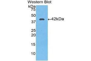Western Blotting (WB) image for anti-Transferrin (TF) (AA 361-683) antibody (ABIN1860870) (Transferrin 抗体  (AA 361-683))