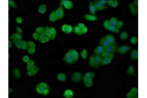 Immunofluorescence staining of HepG2 cells with ABIN7152841 at 1:100, counter-stained with DAPI. (FGFR4 抗体  (AA 25-182))