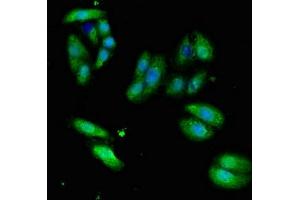 Immunofluorescent analysis of HepG2 cells using ABIN7171179 at dilution of 1:100 and Alexa Fluor 488-congugated AffiniPure Goat Anti-Rabbit IgG(H+L) (ERVW-1 抗体  (AA 21-443))