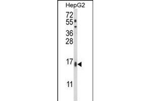 Western blot analysis of MGST2 Antibody (C-term) (ABIN652824 and ABIN2842536) in HepG2 cell line lysates (35 μg/lane).