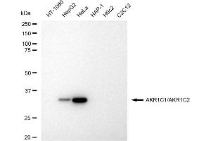 Western blotting analysis using AKR1C1/AKR1C2 antibody (ABIN7797542). (Recombinant AKR1C1, AKR1C2 抗体)