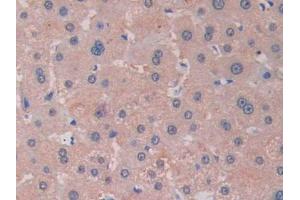IHC-P analysis of Human Liver Tissue, with DAB staining. (RNASE13 抗体  (AA 20-156))
