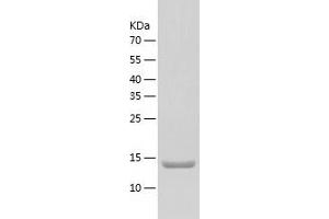 Western Blotting (WB) image for Tumor Necrosis Factor (Ligand) Superfamily, Member 18 (TNFSF18) (AA 70-199) protein (His tag) (ABIN7125532)