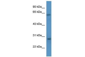 WB Suggested Anti-Cish Antibody Titration: 0. (CISH 抗体  (N-Term))