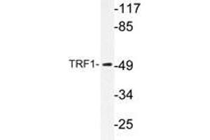 Western blot analysis of TRF1 antibody in extracts from 293 cells. (TRF1 抗体)