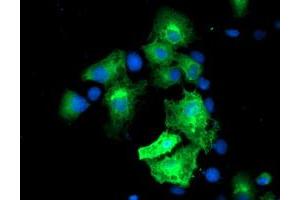 Anti-MGLL mouse monoclonal antibody (ABIN2454695) immunofluorescent staining of COS7 cells transiently transfected by pCMV6-ENTRY MGLL (RC218358). (MGLL 抗体)