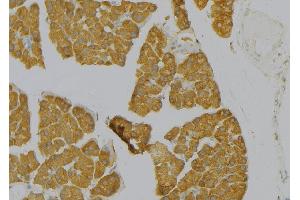 ABIN6277735 at 1/100 staining Human pancreas tissue by IHC-P. (TAC1 抗体  (Internal Region))