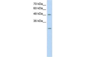 Western Blotting (WB) image for anti-Ankyrin Repeat Domain 2 (Stretch Responsive Muscle) (ANKRD2) antibody (ABIN2462604) (ANKRD2 抗体)
