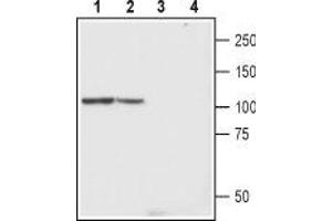 Western Blotting (WB) image for anti-Transient Receptor Potential Cation Channel, Subfamily C, Member 4 (TRPC4) (AA 458-469), (Extracellular) antibody (ABIN7043822)