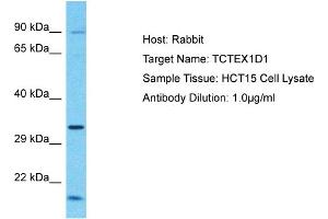 Host: Rabbit Target Name: TCTEX1D1 Sample Tissue: Human HCT15 Whole Cell  Antibody Dilution: 1ug/ml (TCTEX1D1 抗体  (N-Term))