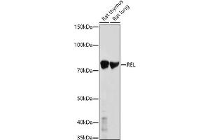 Western blot analysis of extracts of various cell lines, using REL antibody (ABIN3021649, ABIN3021650, ABIN3021651 and ABIN6215485) at 1:1000 dilution. (c-Rel 抗体  (AA 1-300))