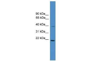DNAJB4 antibody used at 0. (DNAJB4 抗体  (Middle Region))