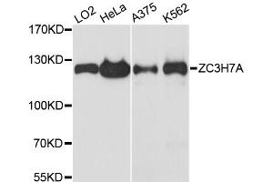 Western blot analysis of extracts of various cell lines, using ZC3H7A antibody. (ZC3H7A 抗体)