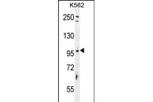 TAS1R2 Antibody (C-term) (ABIN655705 and ABIN2845156) western blot analysis in K562 cell line lysates (35 μg/lane). (TAS1R2 抗体  (C-Term))
