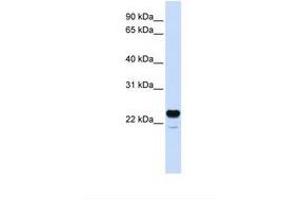 Image no. 1 for anti-C1q and Tumor Necrosis Factor Related Protein 1 (C1QTNF1) (N-Term) antibody (ABIN6738651)