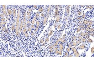 Detection of GPX1 in Mouse Kidney Tissue using Polyclonal Antibody to Glutathione Peroxidase 1 (GPX1) (Glutathione Peroxidase 1 抗体  (AA 48-201))
