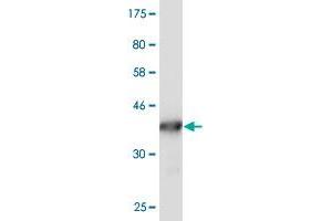 Western Blot detection against Immunogen (36. (S100A10 抗体  (AA 1-97))