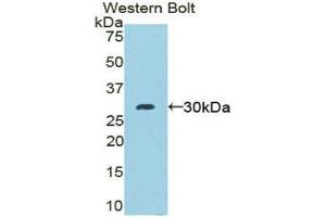 Western Blotting (WB) image for anti-Moesin (MSN) (AA 353-577) antibody (ABIN1859887) (Moesin 抗体  (AA 353-577))