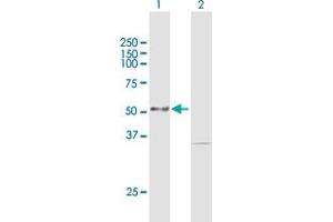 Western Blot analysis of PKMYT1 expression in transfected 293T cell line by PKMYT1 MaxPab polyclonal antibody. (PKMYT1 抗体  (AA 1-499))