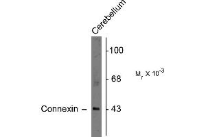 Western blots of rat cerebellar lysate showing specific immunolabeling of the ~43k connexin43 protein. (Connexin 43/GJA1 抗体  (C-Term))