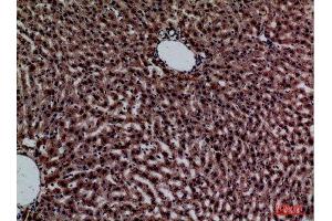 Immunohistochemistry (IHC) analysis of paraffin-embedded Rat Liver, antibody was diluted at 1:100. (CRP 抗体  (Internal Region))