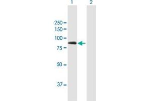 Western Blot analysis of MUT expression in transfected 293T cell line by MUT MaxPab polyclonal antibody. (MUT 抗体  (AA 1-750))