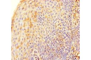Immunohistochemistry of paraffin-embedded human tonsil tissue using ABIN7171733 at dilution of 1:100 (TRF2 抗体  (AA 78-238))