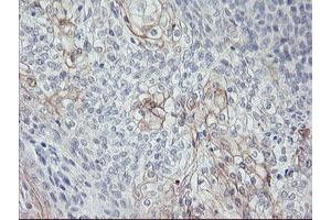 Image no. 1 for anti-Carboxypeptidase A1 (Pancreatic) (CPA1) antibody (ABIN1497589) (CPA1 抗体)