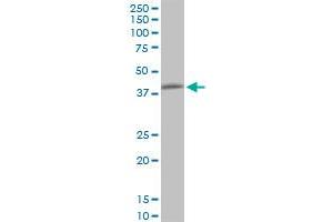 Western Blotting (WB) image for anti-Protein Phosphatase 1, Regulatory Subunit 8 (PPP1R8) (AA 1-209) antibody (ABIN519112)