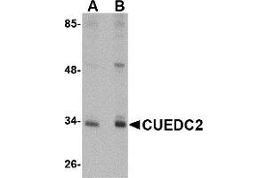 Western Blotting (WB) image for anti-CUE Domain Containing 2 (CUEDC2) (C-Term) antibody (ABIN1030352) (CUEDC2 抗体  (C-Term))