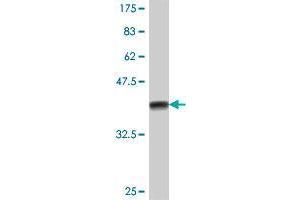 Western Blotting (WB) image for anti-SGT1, Suppressor of G2 Allele of SKP1 (SUGT1) (AA 151-260) antibody (ABIN564733)