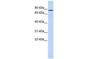 POU6F2 anticorps  (N-Term)