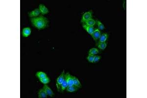 Immunofluorescent analysis of HepG2 cells using ABIN7151711 at dilution of 1:100 and Alexa Fluor 488-congugated AffiniPure Goat Anti-Rabbit IgG(H+L) (LACTB2 抗体  (AA 6-288))