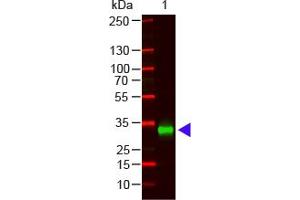 Image no. 1 for Goat anti-Human IgG (Fc Region) antibody (ABIN1102394) (山羊 anti-人 IgG (Fc Region) Antibody)