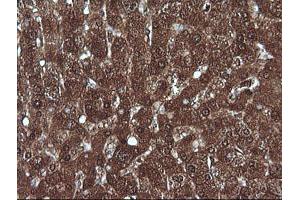 Image no. 4 for anti-Melan A (MLANA) antibody (ABIN1499425) (MLANA 抗体)