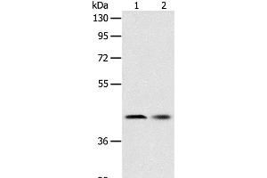 Western Blot analysis of Human fetal liver tissue and Hela cell using SERPINA5 Polyclonal Antibody at dilution of 1:700 (SERPINA5 抗体)