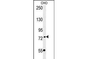 FBXO34 Antibody (C-term) (ABIN651879 and ABIN2840436) western blot analysis in CHO cell line lysates (35 μg/lane).
