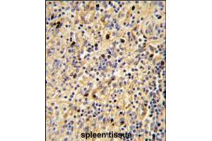 Formalin-fixed and paraffin-embedded human spleen tissue reacted with SIGLEC12 Antibody , which was peroxidase-conjugated to the secondary antibody, followed by DAB staining. (SIGLEC12 抗体  (C-Term))