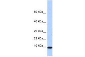 Image no. 1 for anti-Pterin-4 alpha-Carbinolamine Dehydratase/dimerization Cofactor of Hepatocyte Nuclear Factor 1 alpha (PCBD1) (N-Term) antibody (ABIN6740525) (PCBD1 抗体  (N-Term))