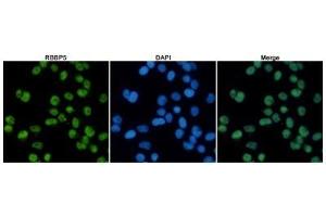 Immunofluorescent analysis of Hela cells fixed with 4 % Paraformaldehyde and using anti-RBBP5 mouse mAb (dilution 1:100). (RBBP5 抗体)